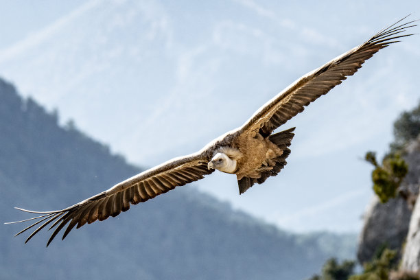 飞行中的狮鹫图片下载