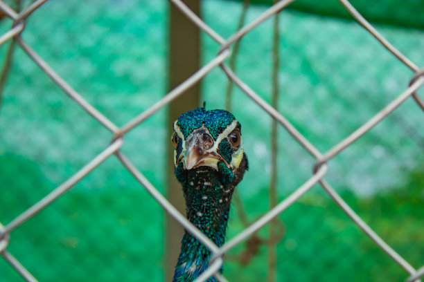 笼子里的孔雀。图片下载