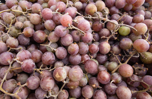 葡萄，粉色的葡萄，葡萄藤图片下载