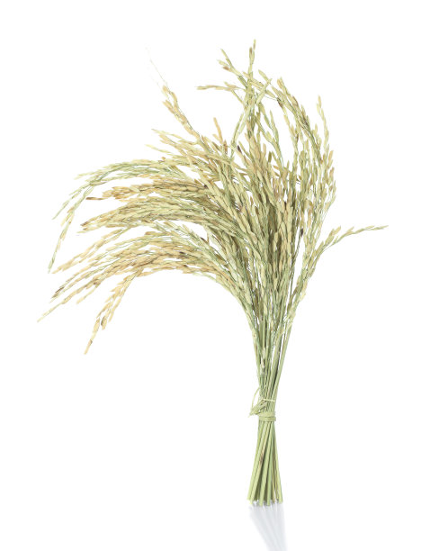 稻穗;在白色上分离的水稻穗图片下载