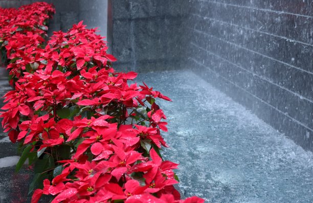 美丽的一品红和瀑布图片下载