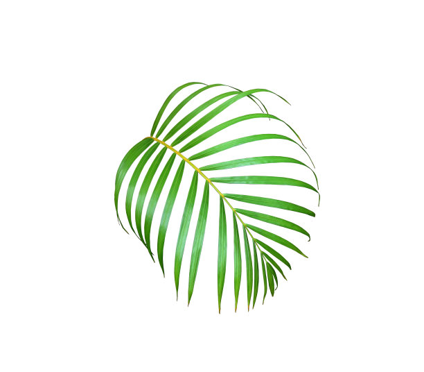 绿色棕榈叶孤立在白色的夏季背景图片下载