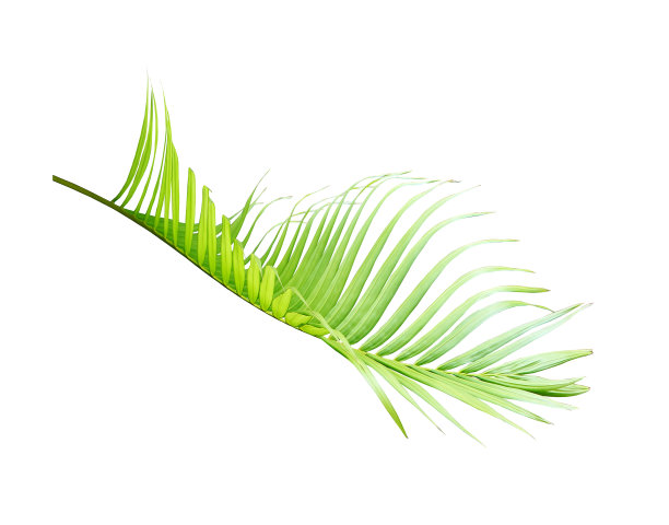 绿色棕榈叶孤立在白色的夏季背景图片下载