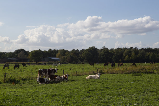 荷兰北布拉班特省典型乡村景观中的奶牛图片下载
