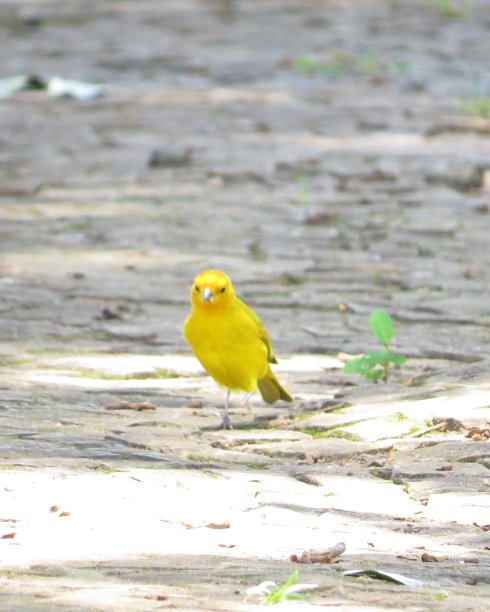 大地的金丝雀图片下载
