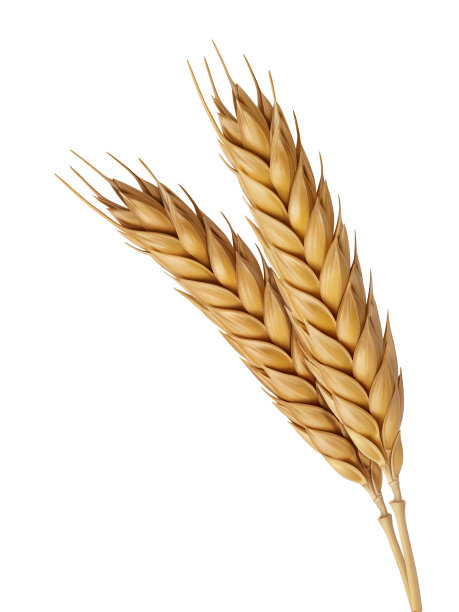 黄麦穗插图图片下载