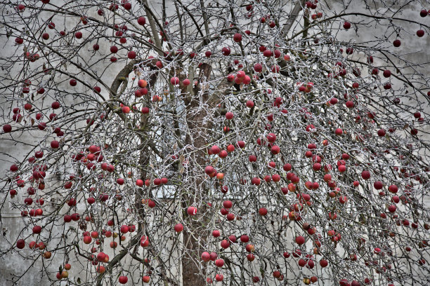 房子附近有棵苹果树图片下载