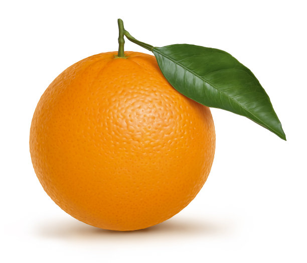 橙色水果和树叶插图图片下载