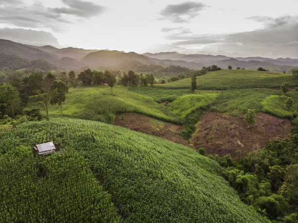乡村景观，背景是等待收割的玉米田，无人机俯视图航拍照片。图片下载