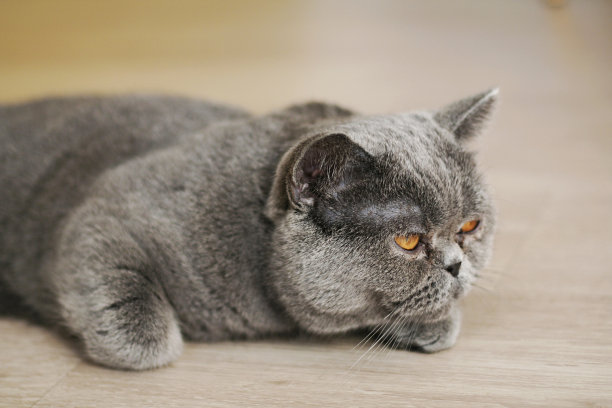 特写的异国情调短毛猫图片下载