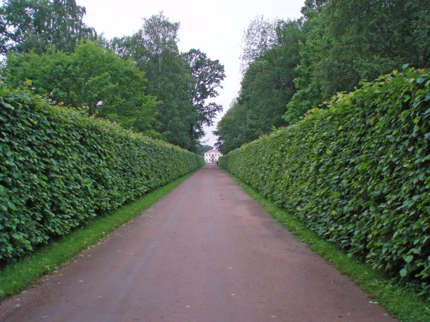 从公园的绿树或灌木丛的美丽视角。俄罗斯,圣彼得堡图片下载