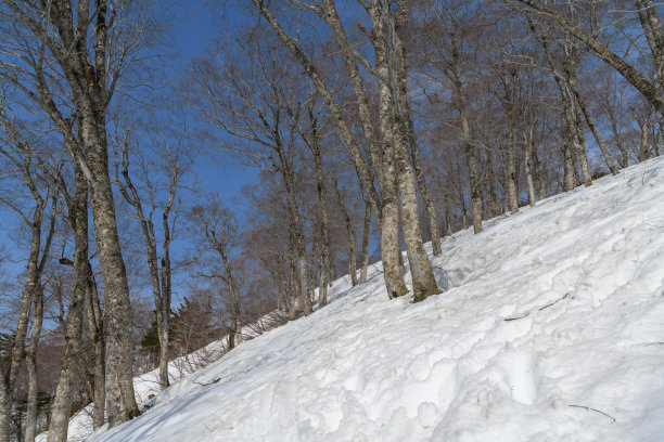 春天的日本山毛榉林图片下载