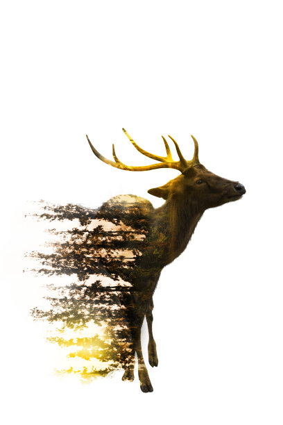 世界野生动物日环境和野生动物概念图片下载