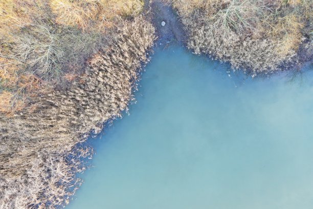 湖和芦苇图片下载