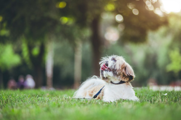 公园里的小狗图片下载