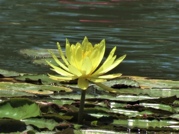 黄睡莲(莲)。图片下载