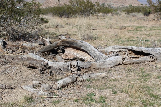 约书亚树骨架- jt国家公园-西入口- 111318 a图片下载