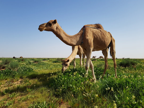 骆驼在绿色的沙漠里吃草图片下载