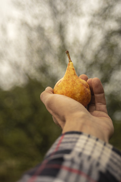 男人手里拿着黄梨图片下载