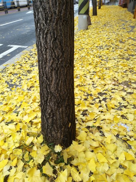 银杏树叶VH544图片下载