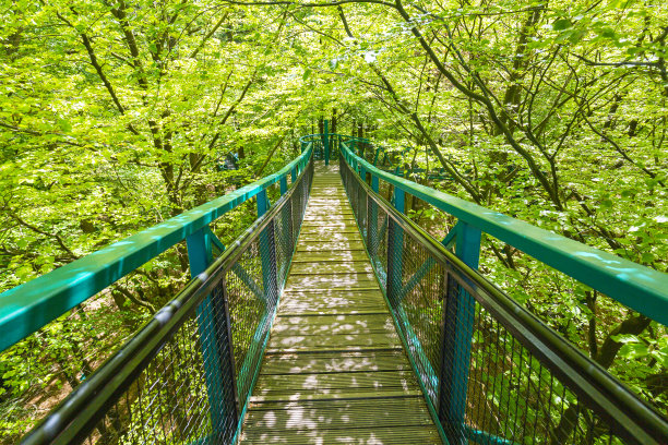 在森林中体验树梢的冒险挑战图片下载