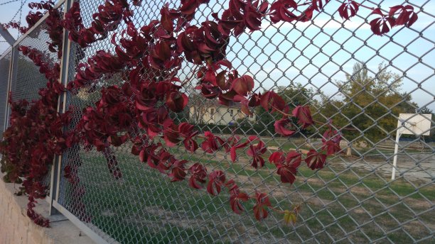 篱笆边的常春藤图片下载