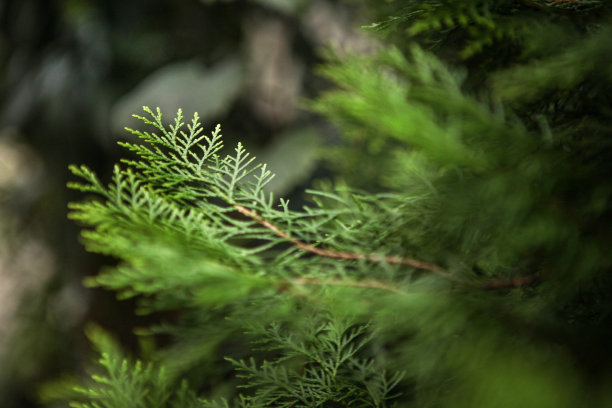圣诞节冷杉树图片下载