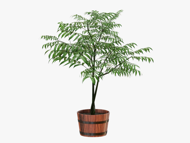 盆栽树图片下载