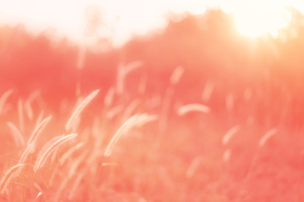 活珊瑚草图片下载