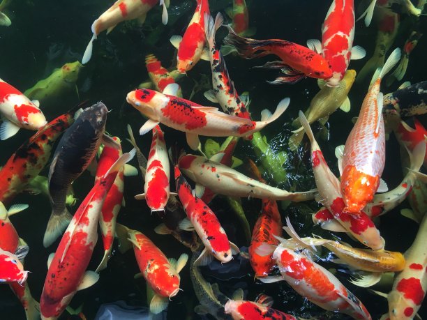 锦鲤鱼群在池塘中游动图片下载