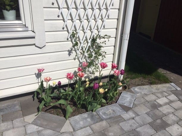 郁金香图片下载