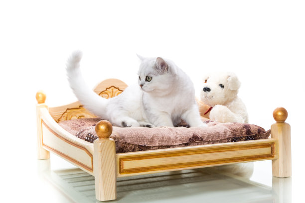 漂亮的年轻猫品种苏格兰栗鼠直图片下载