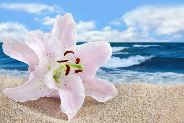 健康海滩和莉莉图片下载