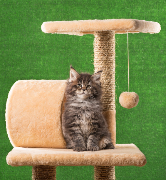 缅因库恩猫图片下载