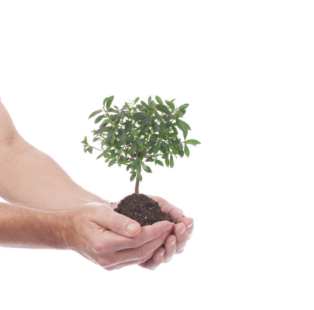 一个人抱着一棵孤立的小盆景树图片下载