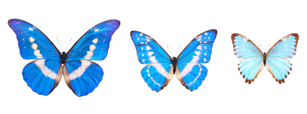 蓝色大闪蝶:金属眩光隔离图片下载