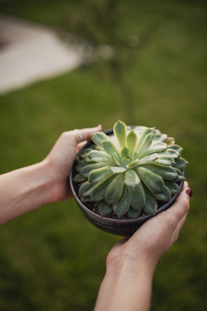 持有盆栽植物图片下载