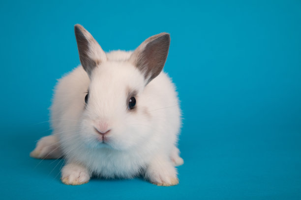 可爱的兔子图片素材ID：327437694