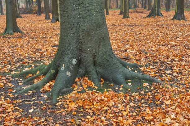 古老的山毛榉树。森林的地面上覆盖着秋叶。图片下载