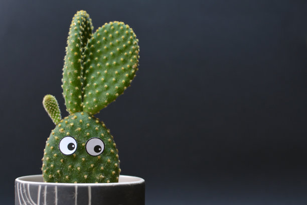 可爱的仙人掌兔子耳朵仙人掌和大眼睛图片下载