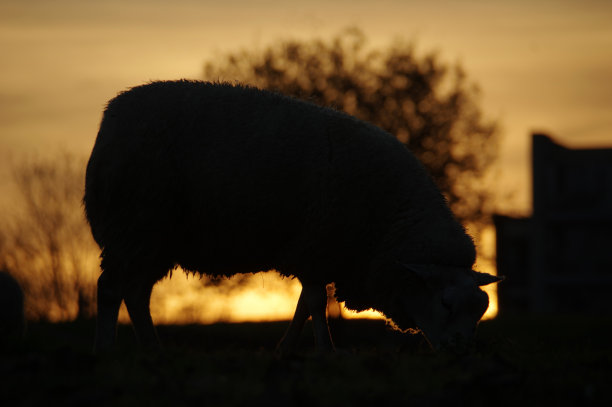 羊在轮廓图片下载