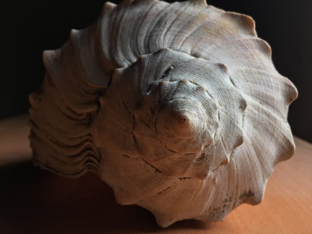 海贝壳图片下载