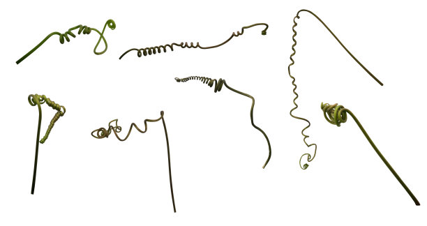 在白色背景上孤立的藤蔓，攀缘植物卷须图片下载