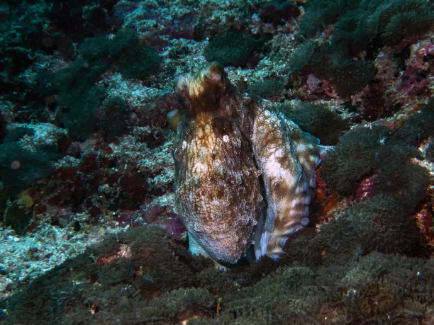印度洋中一种普通的章鱼(蓝藻章鱼)图片下载