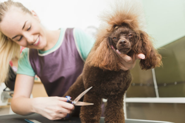 狮子狗换新发型图片下载