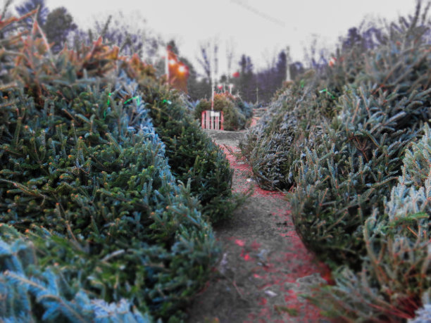 圣诞树购物图片下载