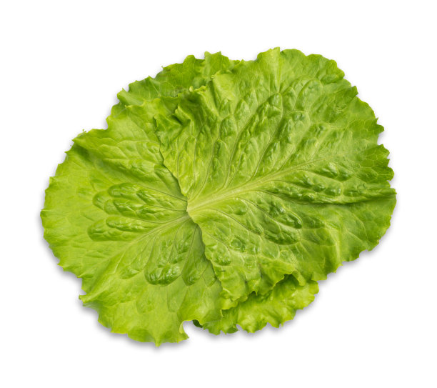 新鲜的生菜沙拉叶图片下载