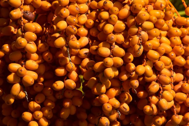 棕榈树和椰枣图片下载