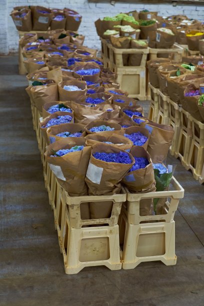 鲜花市场，各种各样的五颜六色的鲜花在花盆中。红、粉、橙相间的绣球花、风铃花美丽的多层橱窗花店批发。花卉基地图片下载