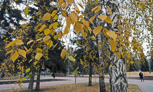 白桦树枝头泛黄的树叶在背景上模糊了风景图片下载